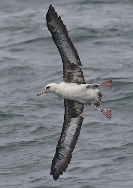 Laysan Albatross